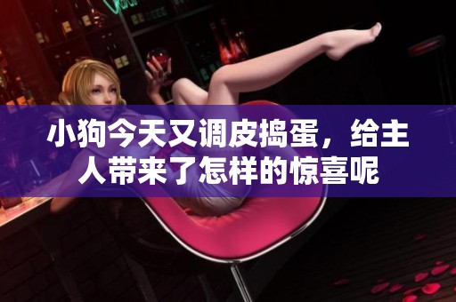 小狗今天又调皮捣蛋，给主人带来了怎样的惊喜呢